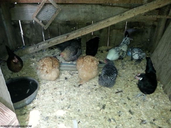 CHICKENS AT MISSOURI TOWN 1855 (2)