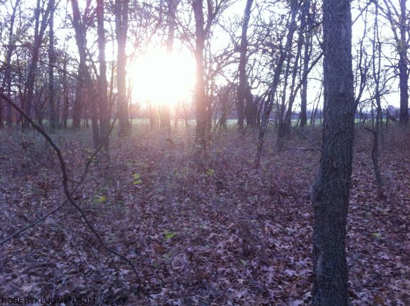 SUNSET IN THE WOODS