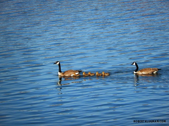 GEESE & BABIES(1)WM