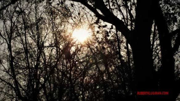 shining-tru-the-tree-watermarked